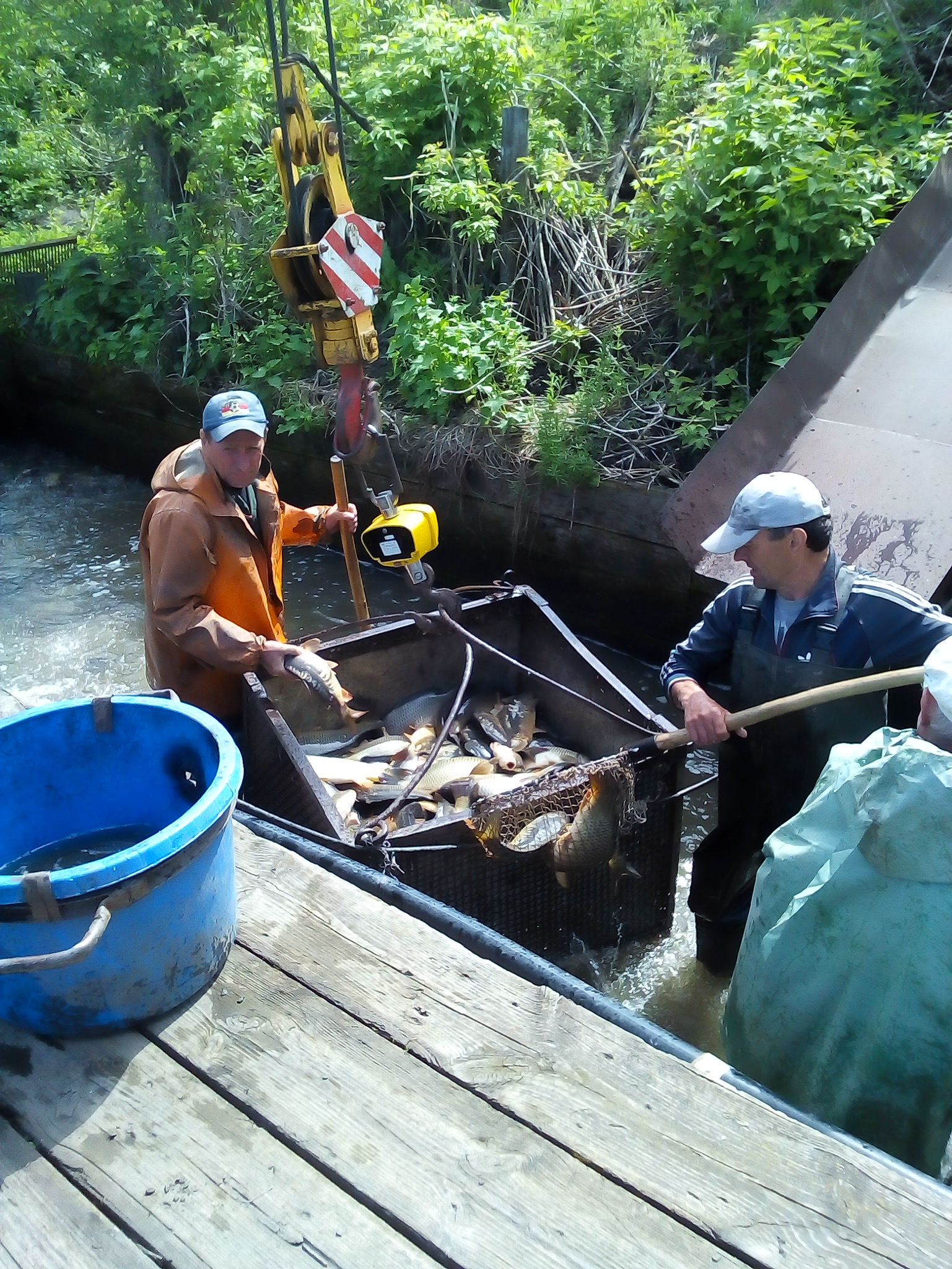Живой карп